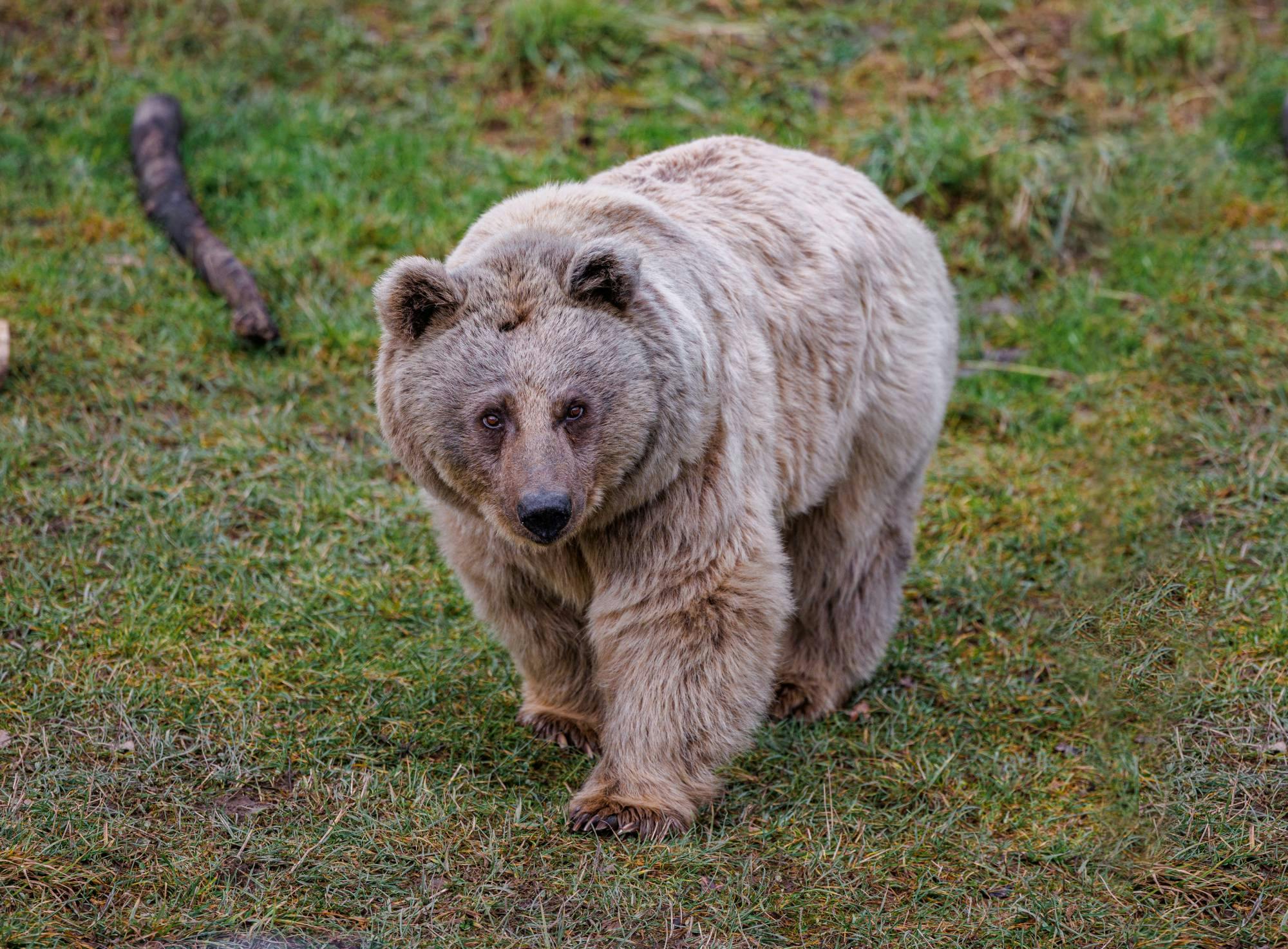 Syrian brown bears: Unveiling a hidden side of the Middle East